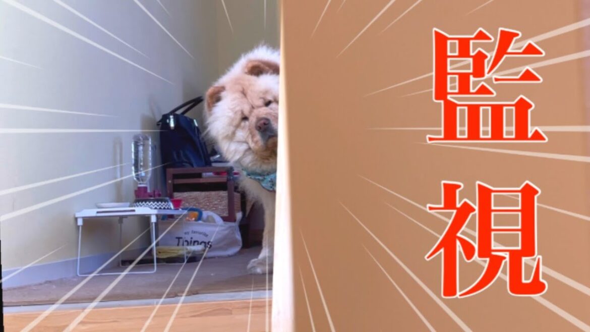 真剣な表情で監視してくるチャウチャウ