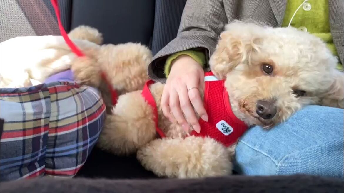 お出かけが楽しすぎた大きいトイプードル【デカプー】【トイプードルのロアくん】【ドッグラン】