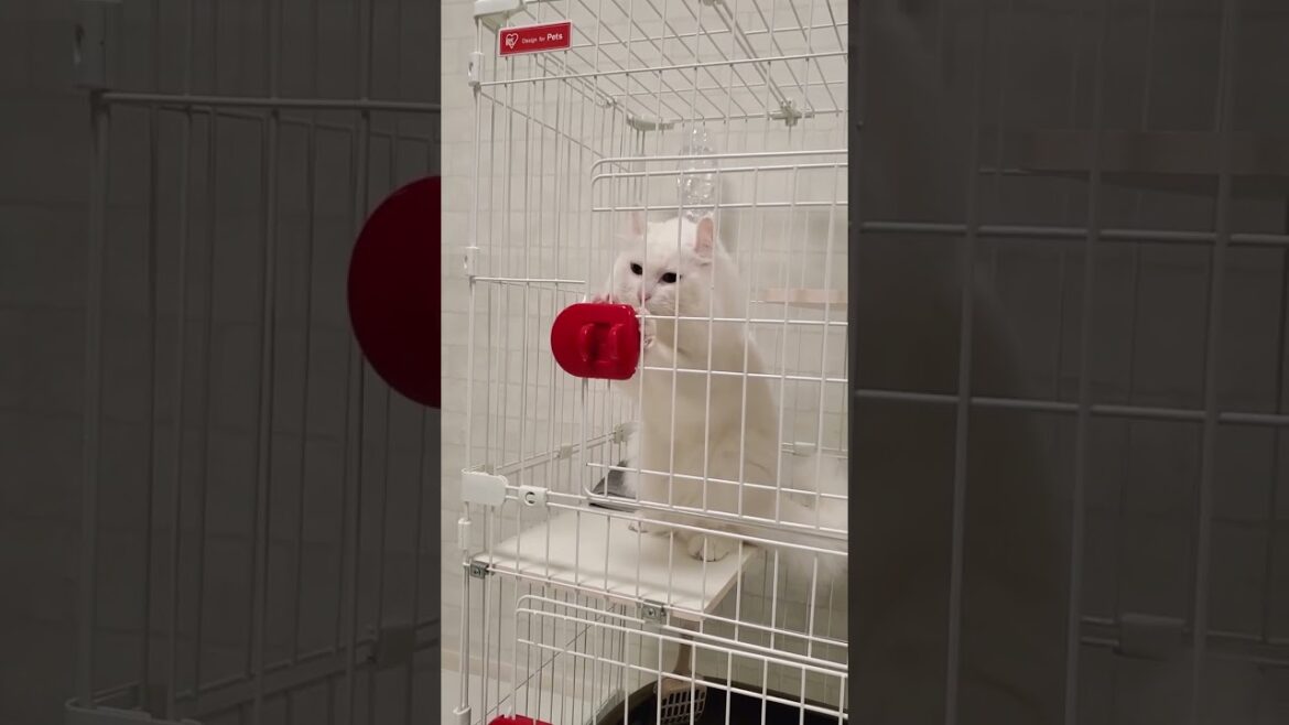 ケージの構造を理解て開けようとする天才猫 #shorts #アメリカンカール #猫動画 ケージの構造を理解て開けようとする天才猫 #shorts #アメリカンカール #猫動画