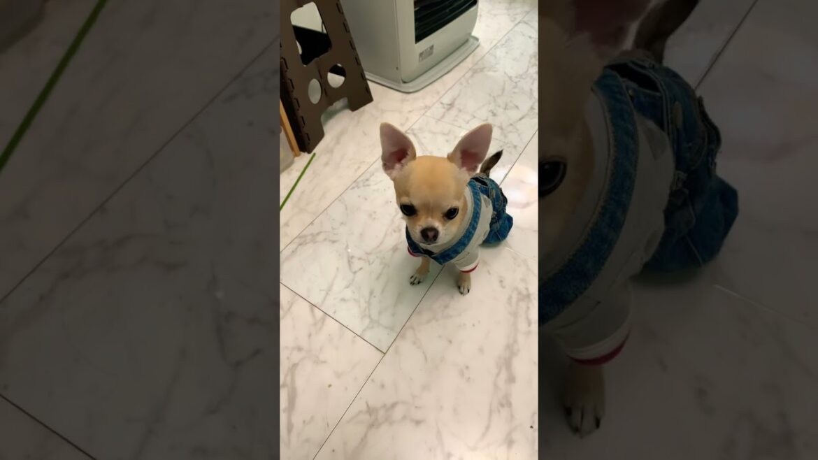 おやつゲット！『チワワのノア』#犬のいる暮らし #chihuahua #超小型犬