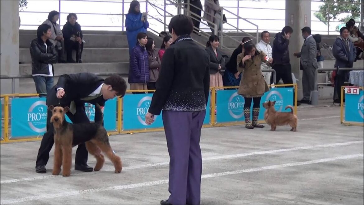 エアデールテリア　福岡県クラブ連合会展　2012.11.17