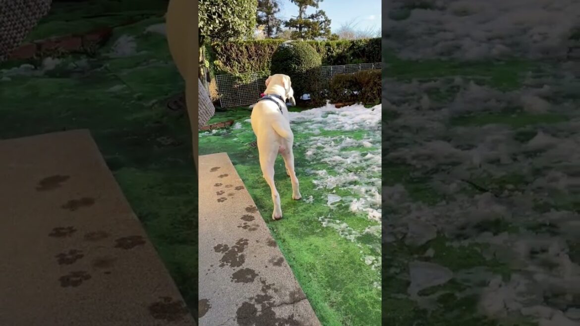 くつ下ぁぁあ😭ボクサー犬