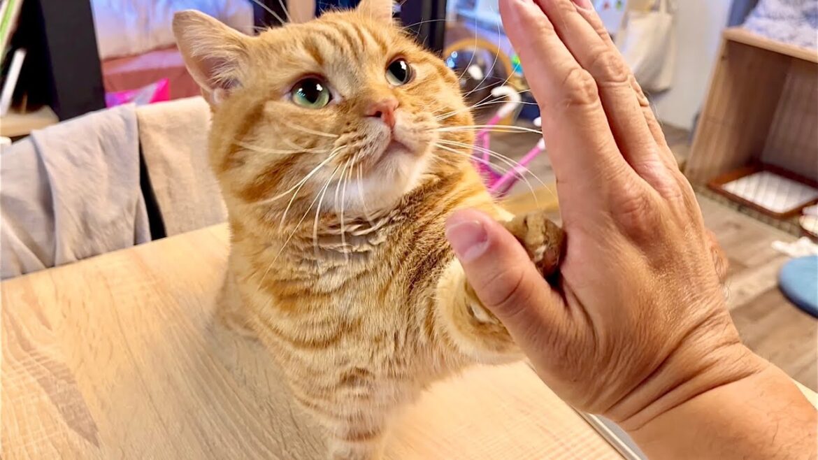 茶々はハイタッチを忘れたかに思われた...だが...！