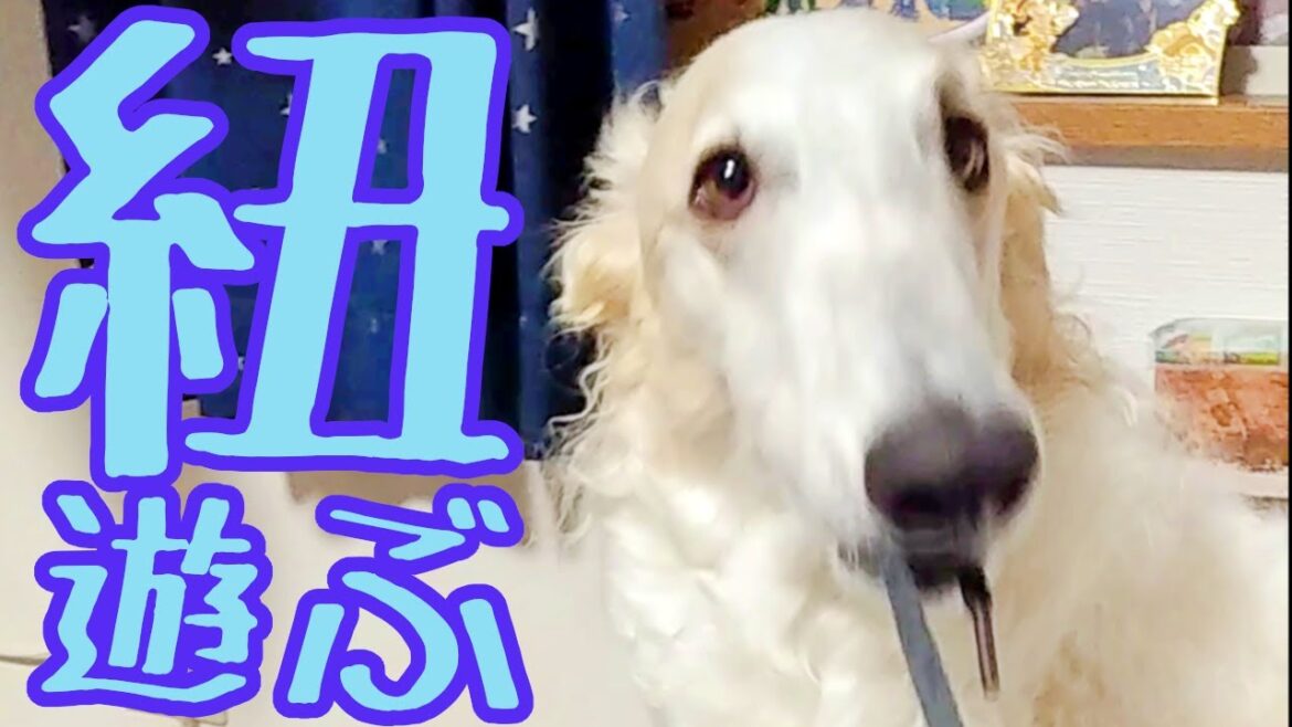 【ボルゾイ】大型犬の楽しい遊び【超大型犬】