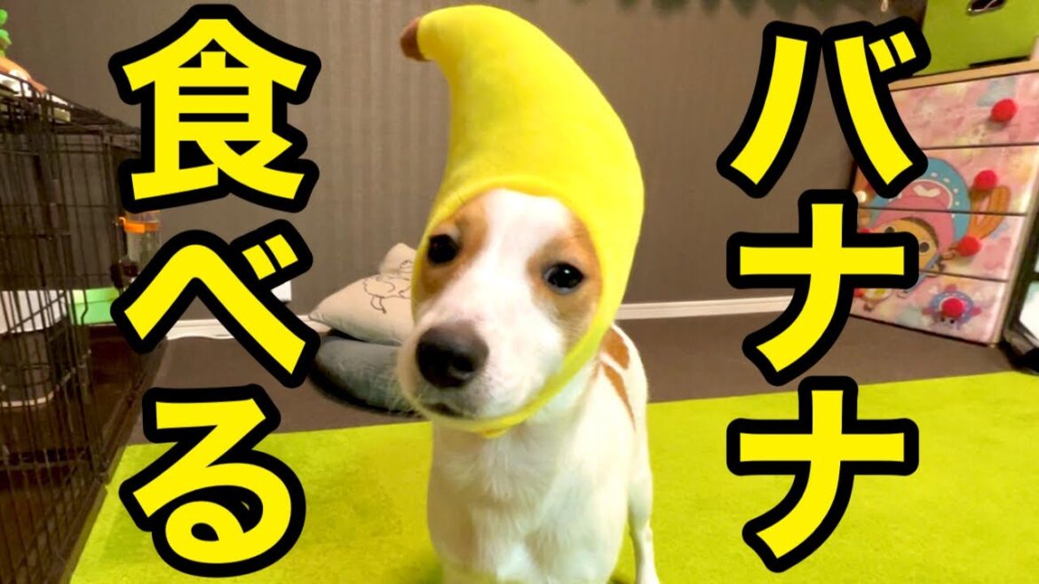 【羞恥】恥ずかしい格好で、初めてバナナを食べる［しゃべる犬 ジャックラッセルテリア］