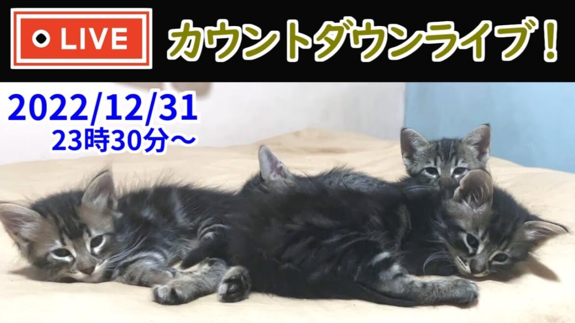 【LIVE】年越しライブ in 日本😻皆さんと一緒に2023年を迎える生配信😺