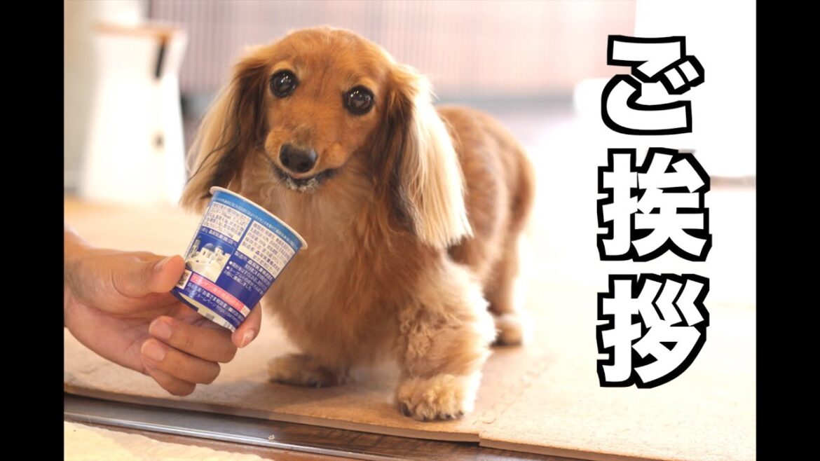 【今年最後】食いしん坊犬が年末のご挨拶【カニンヘンダックスえびすの日常】