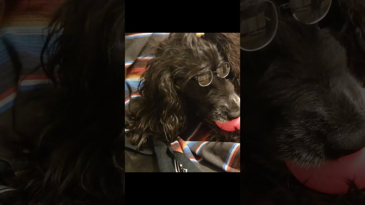 イングリッシュコッカースパニエル ロクちゃん #shorts イングリッシュコッカースパニエル ロクちゃん #shorts