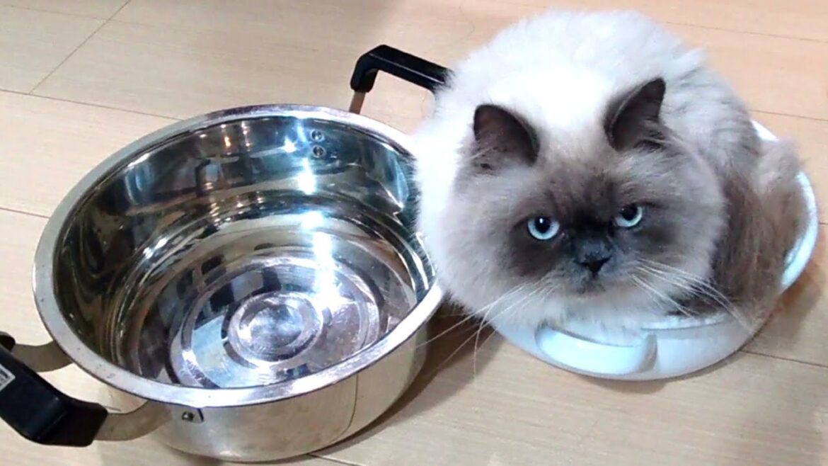 寒くなりましたね 今夜はねこ鍋どうですか?【ヒマラヤン猫】 寒くなりましたね 今夜はねこ鍋どうですか?【ヒマラヤン猫】