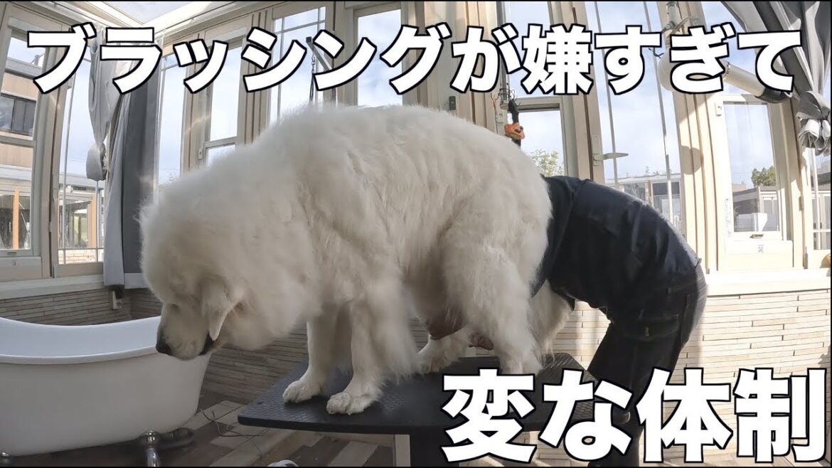 グレートピレニーズ のさくらが大好きなブラッシング(アルは大嫌い) グレートピレニーズ のさくらが大好きなブラッシング(アルは大嫌い)