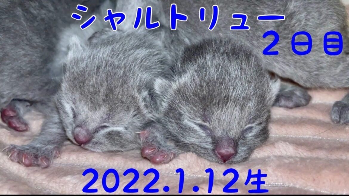 【シャルトリュー子猫　順調に2日目】大事な大事な初乳をたっぷりの4兄妹。