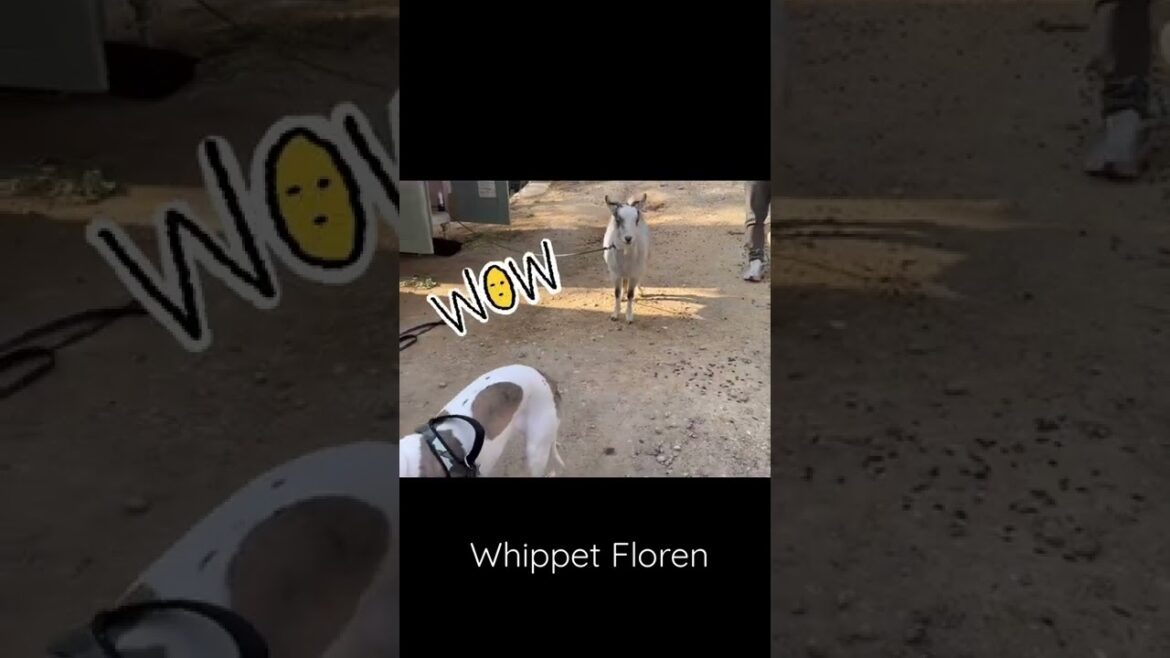 頭と頭がごっつんこ ウィペットと山羊Whippet meets Goat #short #whippet