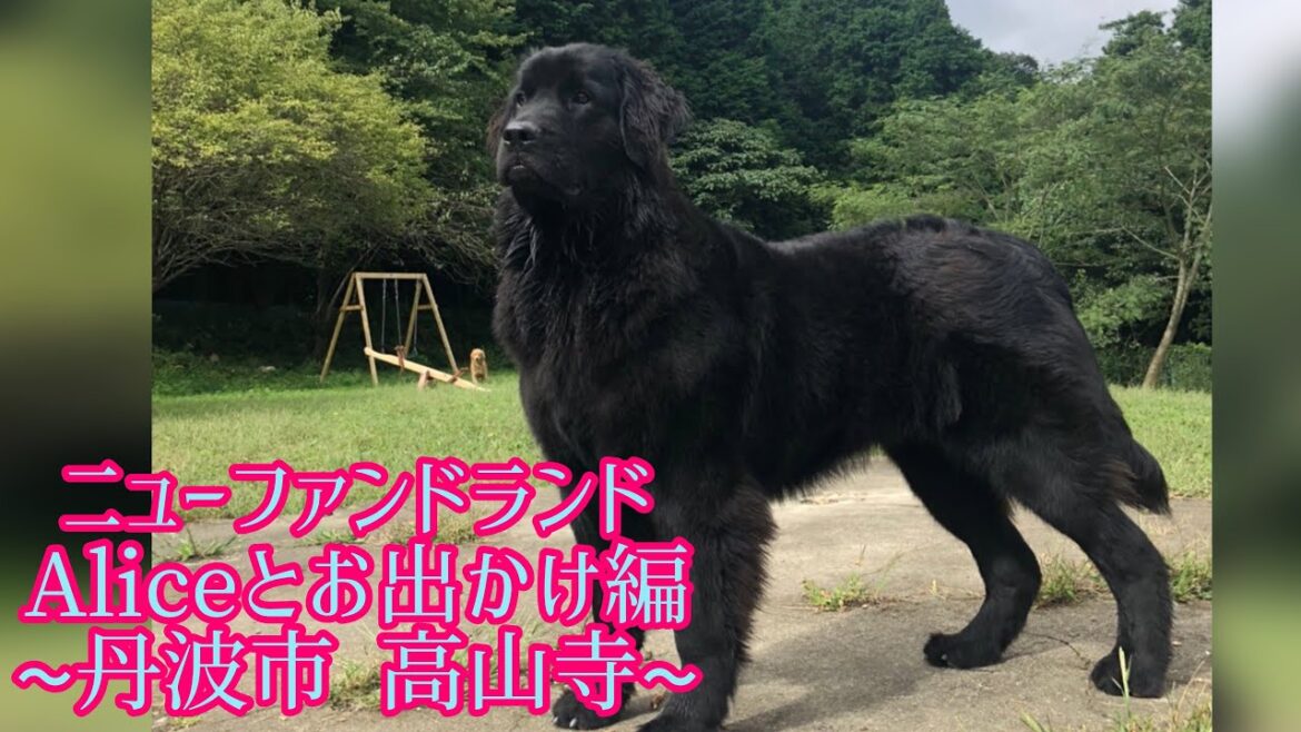 【ニューファンドランドと行く】秋の紅葉狩り【丹波市穴場スポット】