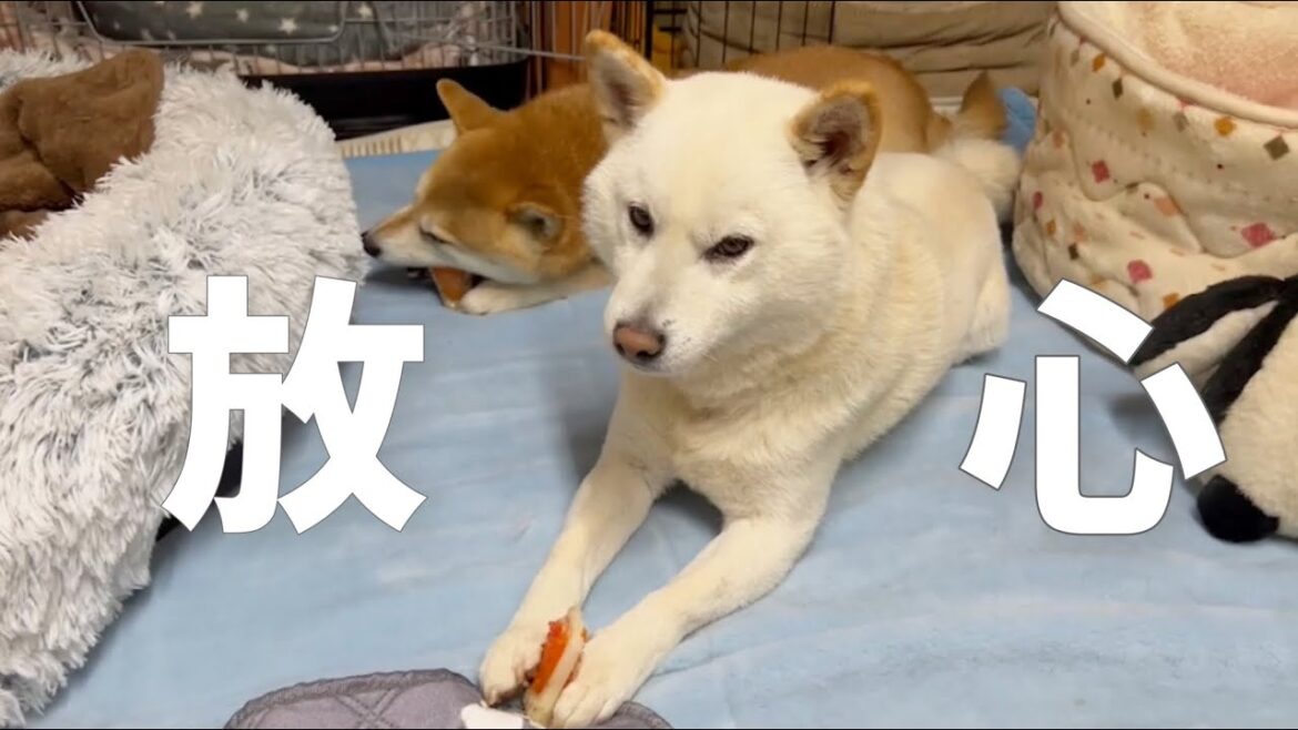 集中しすぎた柴犬はこうなります笑 集中しすぎた柴犬はこうなります笑