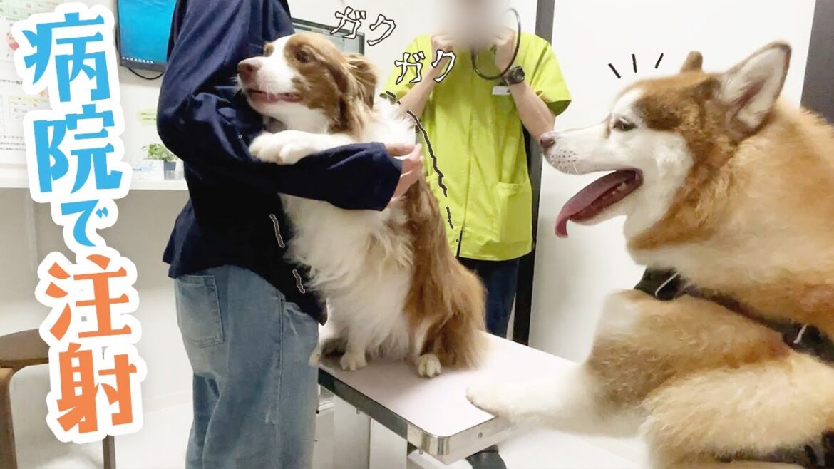 【絶望の注射】病院が嫌いすぎる犬と好きすぎる犬の温度差がこちらです(笑)【ボーダーコリー・シベリアンハスキーと動物病院】 【絶望の注射】病院が嫌いすぎる犬と好きすぎる犬の温度差がこちらです(笑)【ボーダーコリー・シベリアンハスキーと動物病院】
