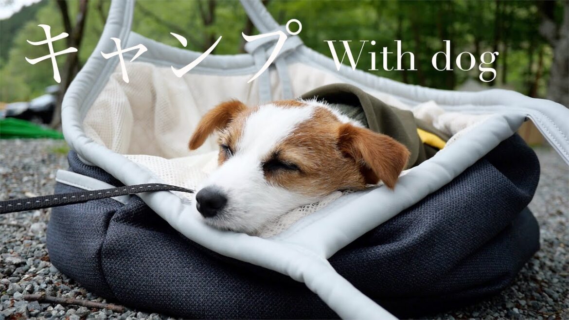 初キャンプを目一杯楽しんだ子犬/ジャックラッセルテリア/puppy/Go camping with a puppy