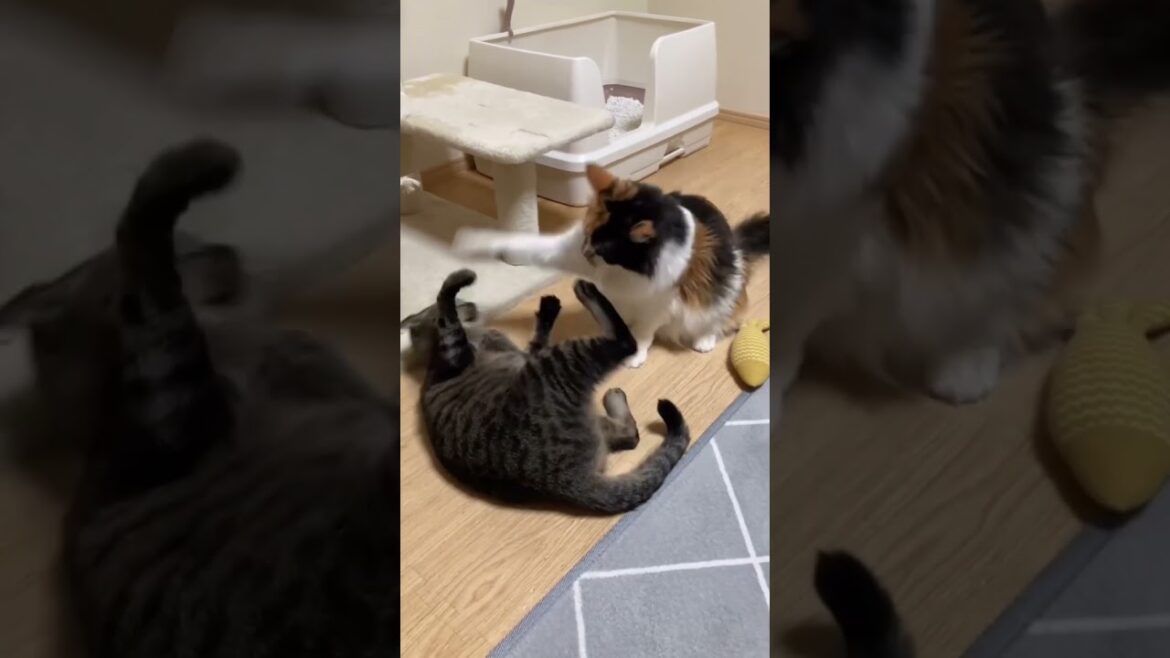 うまちゃんの足を匂うと落ち着くパンク😾 #shorts #メインクーン #きじとら猫