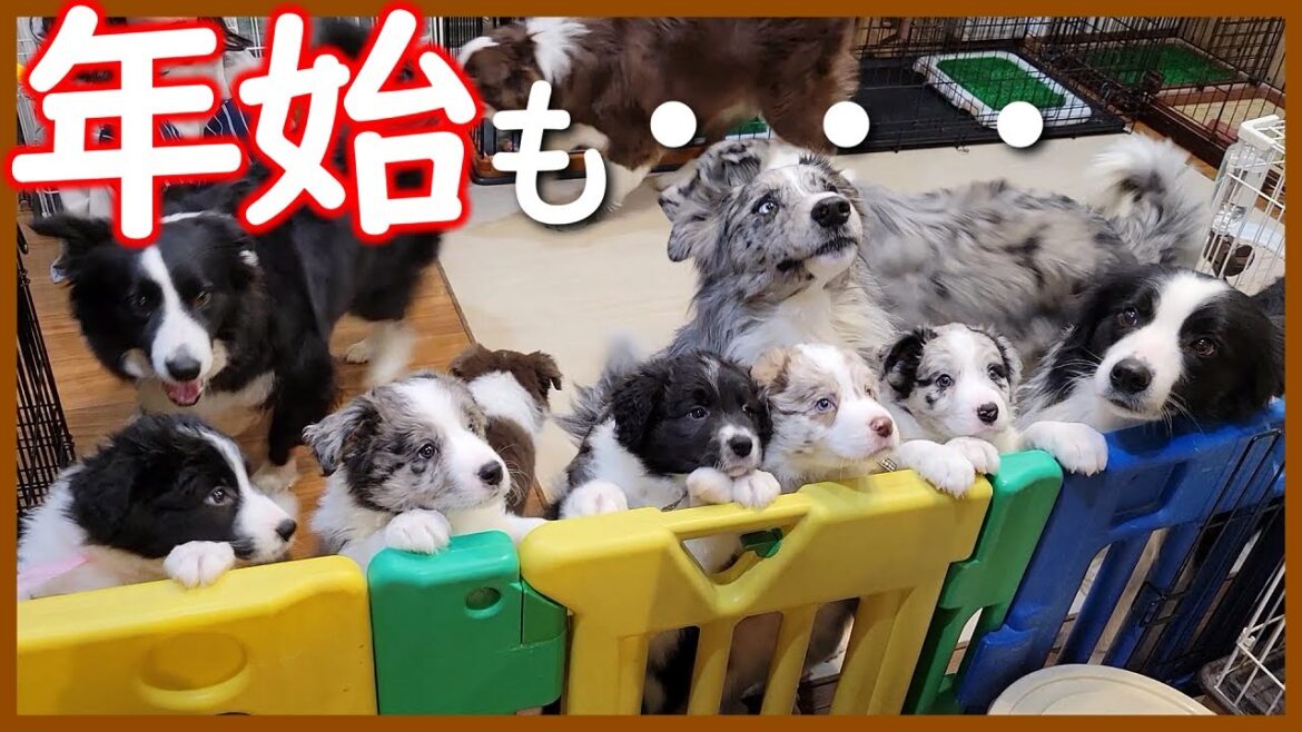 【生後49日目の子犬】今年も「わちゃわちゃ」よろしくお願いします😊【ボーダーコリー】 【生後49日目の子犬】今年も「わちゃわちゃ」よろしくお願いします😊【ボーダーコリー】
