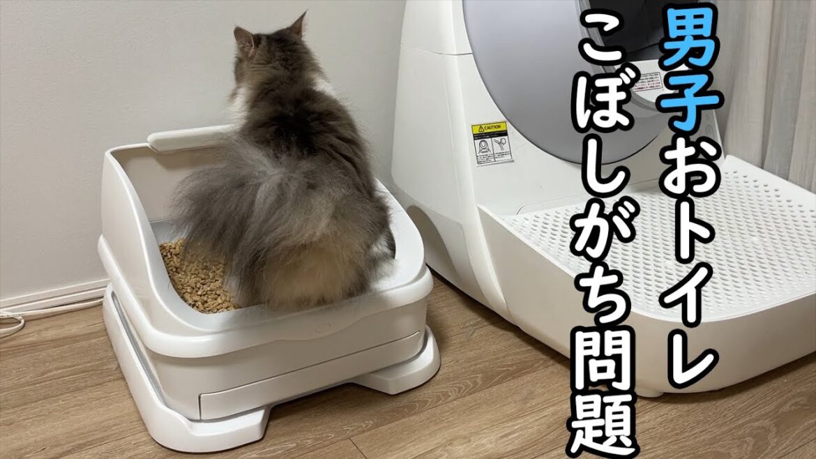 男子、おトイレこぼしがち問題。ノルウェージャンフォレストキャット