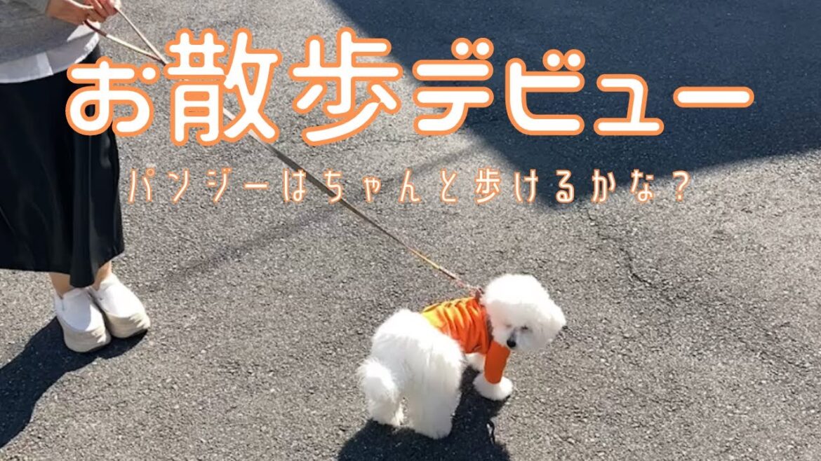 ビションフリーゼの子犬　お散歩デビュー！　初めてのお散歩に興奮