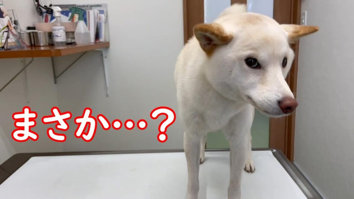 年末にきて柴犬の飼い主に不測の事態が起こりました…泣