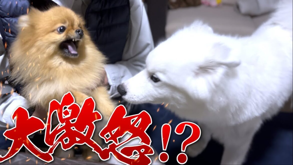 実家で初対面のポメラニアンに激オコされる愛犬【サモエド】