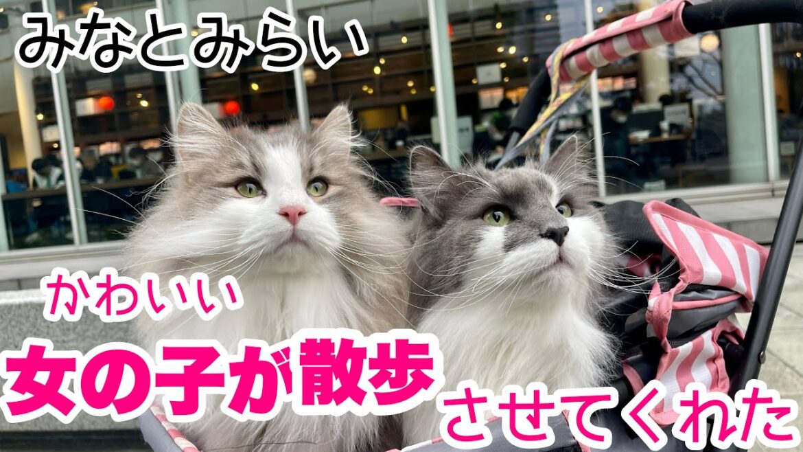 【ノルウェージャンフォレストキャット】猫のお散歩見たことな〜いと言われて子供たちに大人気となりました❣️ 【ノルウェージャンフォレストキャット】猫のお散歩見たことな〜いと言われて子供たちに大人気となりました❣️