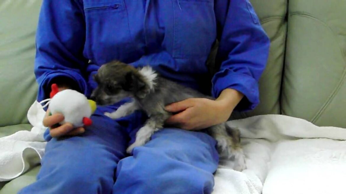 チャイニーズクレステッドドッグの子犬2009.12.20