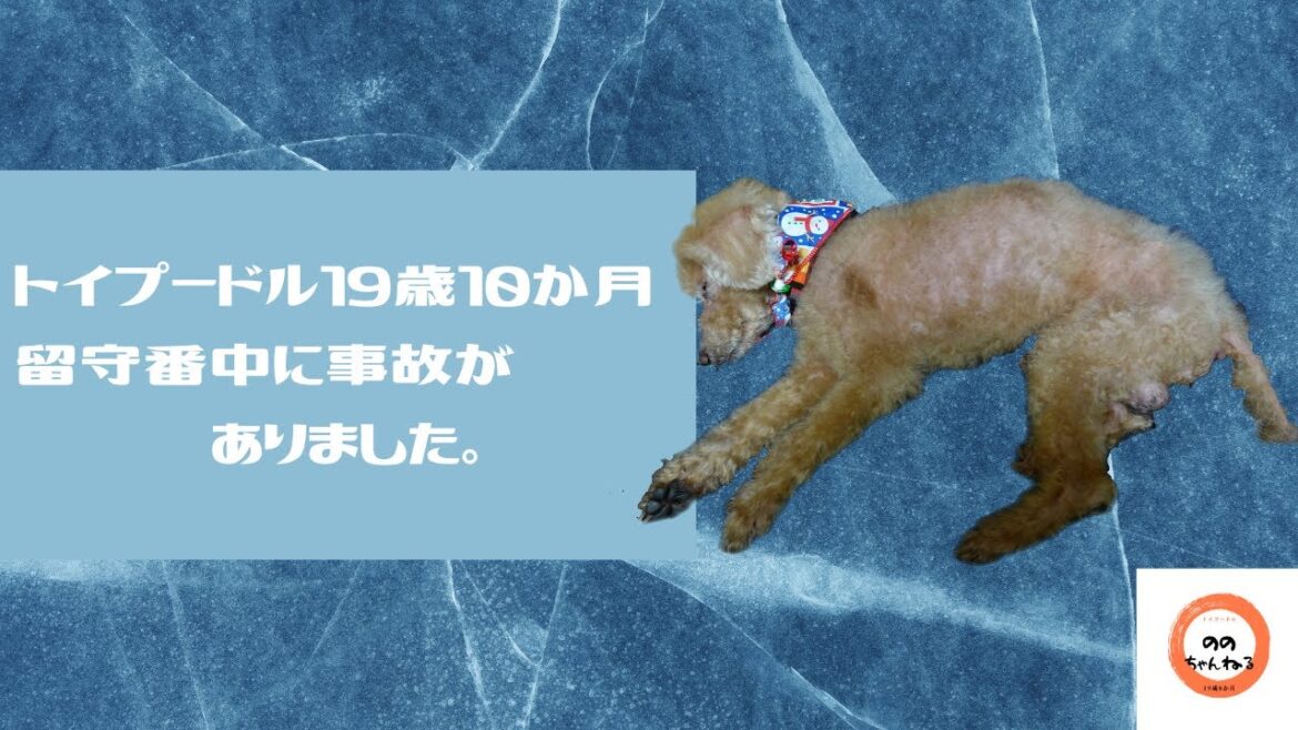 トイプードル19歳10か月　事故がありました。