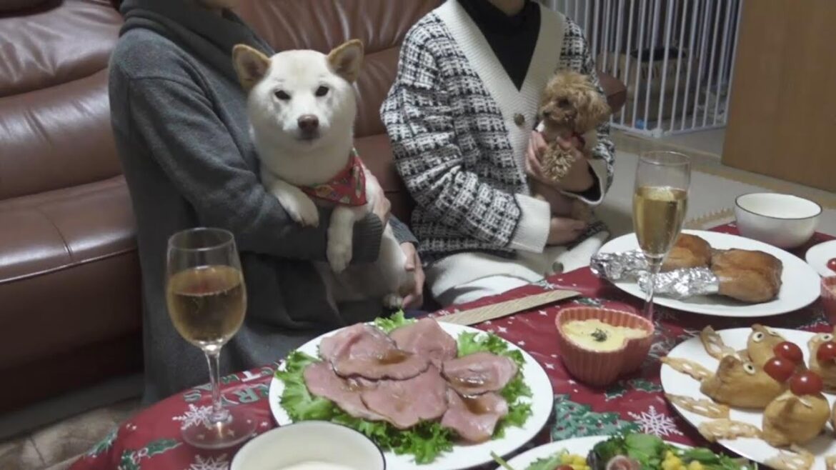 豪華な食事にしたら食べたいとおねだりの仕方がカワイイ柴犬がいた【クリスマス】