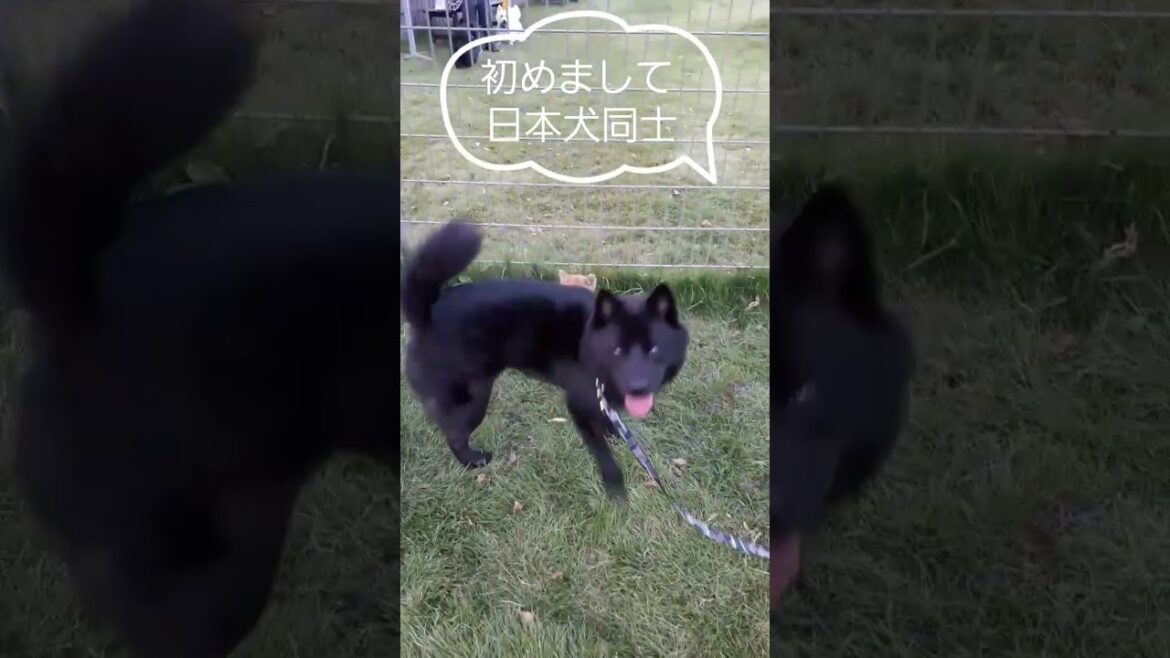 甲斐犬 オメガと豆柴 マロン
