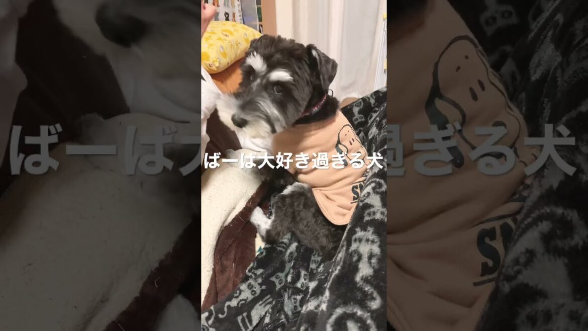 ばーばが好きすぎる子犬シュナウザーまろ【ミニチュアシュナウザー子犬】
