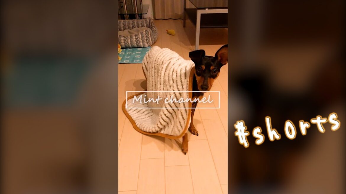 愛犬の寝起き姿が… #shorts【ミニチュアピンシャー】【ミニピン】【ペット】【犬】