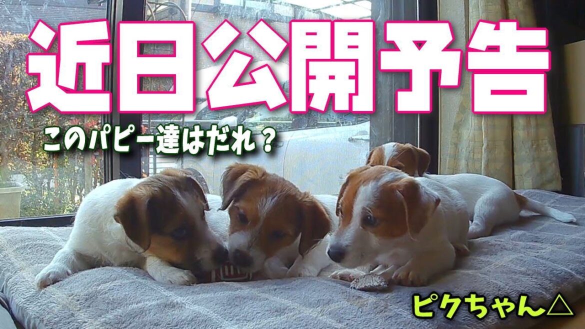 【ジャックラッセルテリア】近日公開予告 このパピー達は誰??? ダイジェスト版 ジャックラッセルテリア😍 🐶