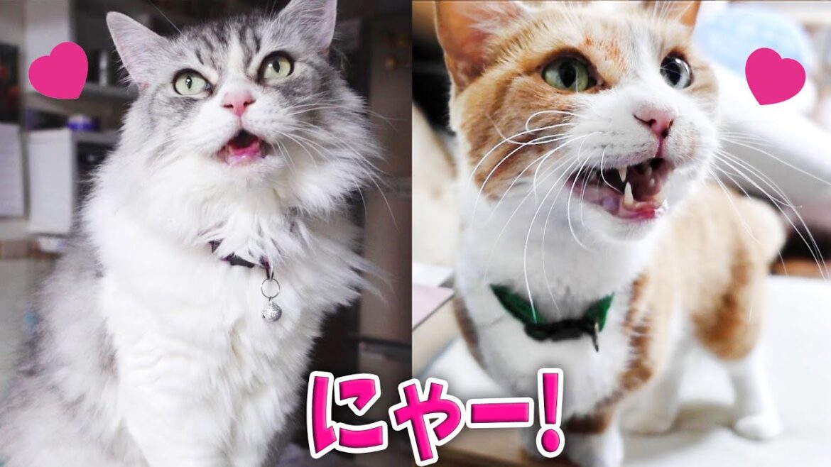 それぞれ違うマンチカンの可愛い鳴き声! Munchkins have different sweet voices. それぞれ違うマンチカンの可愛い鳴き声! Munchkins have different sweet voices.