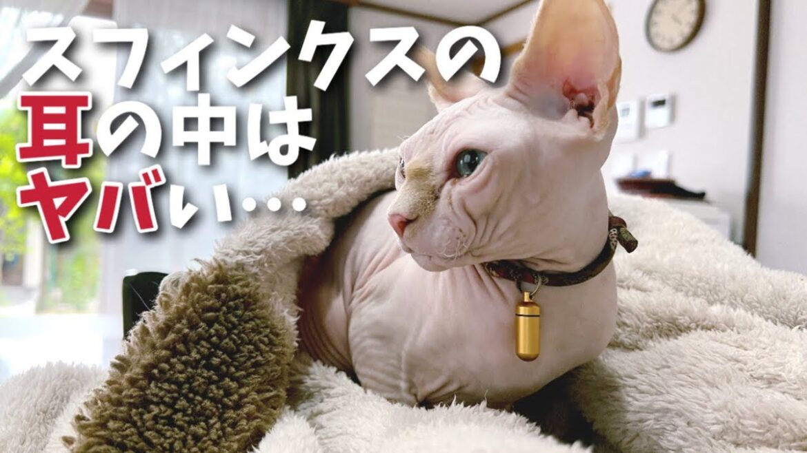 恐ろしい事になっているスフィンクス猫の耳の中を見たことはありますか? 恐ろしい事になっているスフィンクス猫の耳の中を見たことはありますか?