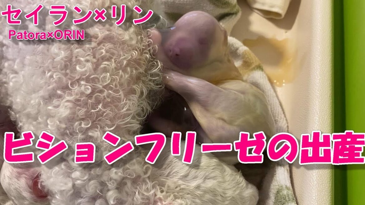 ビションフリーゼ リンの出産 Patora×ORIN　　Bichon Frise 비숑 프리제