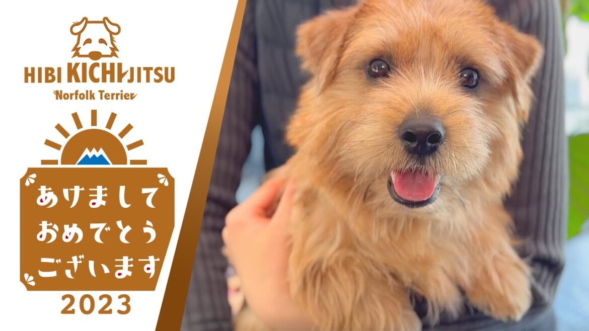 2023年 元旦 あけましておめでとうございます！愛犬キチ【ノーフォークテリア norfolkterrier dog】