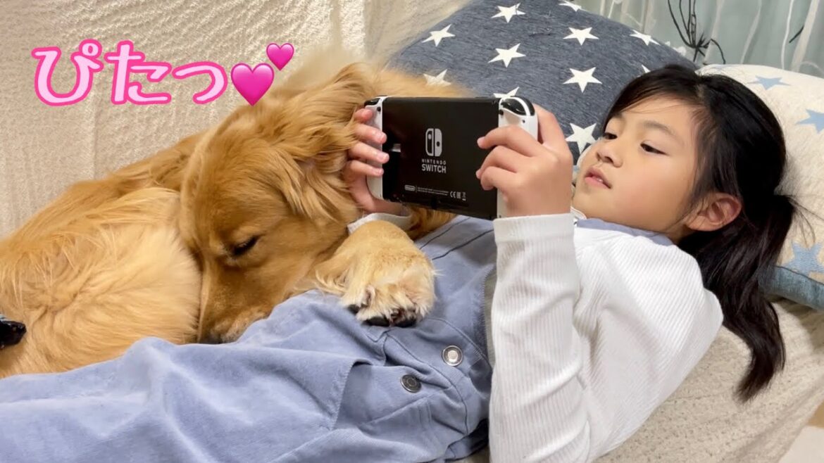 娘への愛が強すぎて、片時も離れたくない大型犬クッキー【ゴールデンレトリバーとミニチュアダックスフンド】