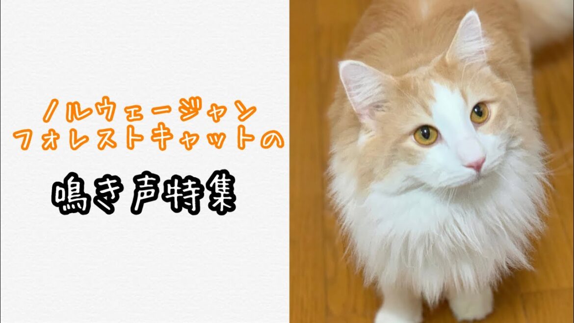 【猫の鳴き声】ノルウェージャンフォレストキャットの鳴き声特集 【猫の鳴き声】ノルウェージャンフォレストキャットの鳴き声特集