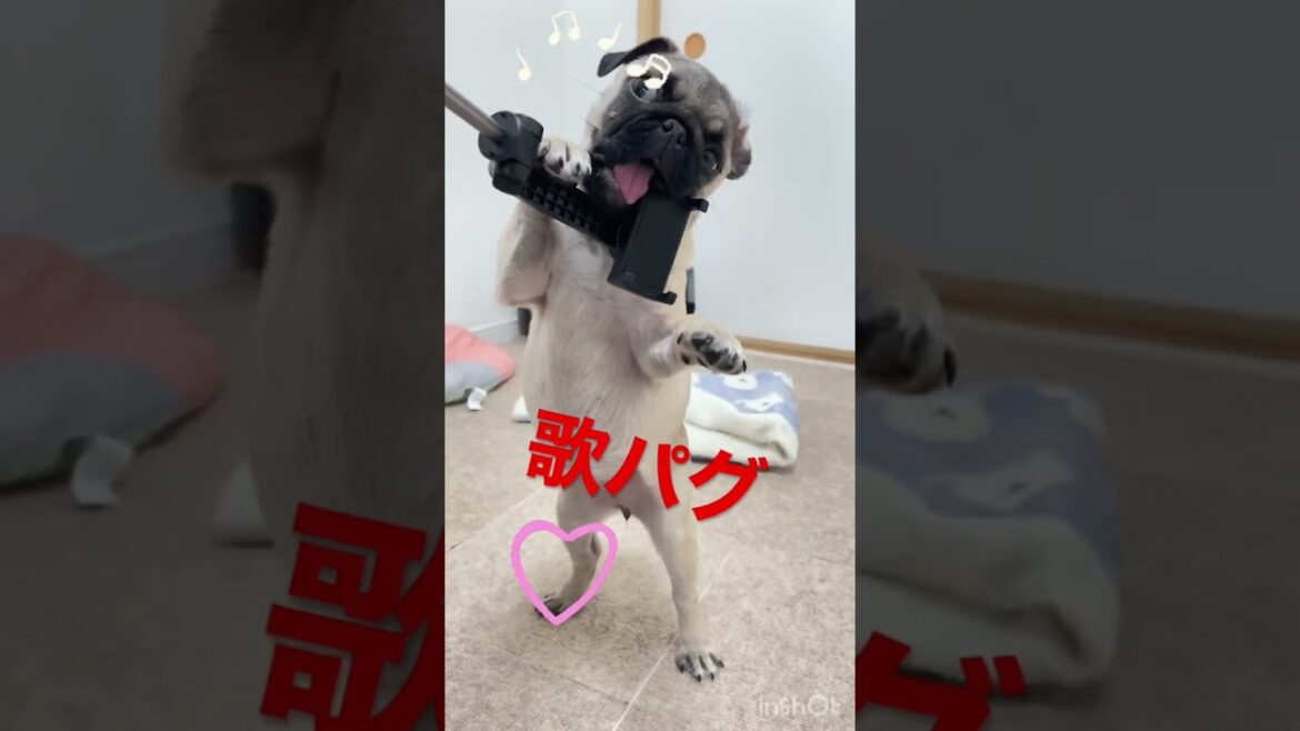 歌手気取りのパグ#歌ってみた