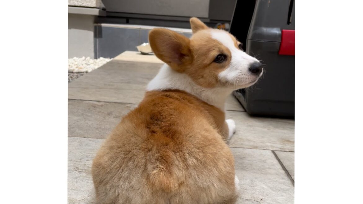 【犬】隠れていた兄貴がやってくる‼︎【コーギー子犬】