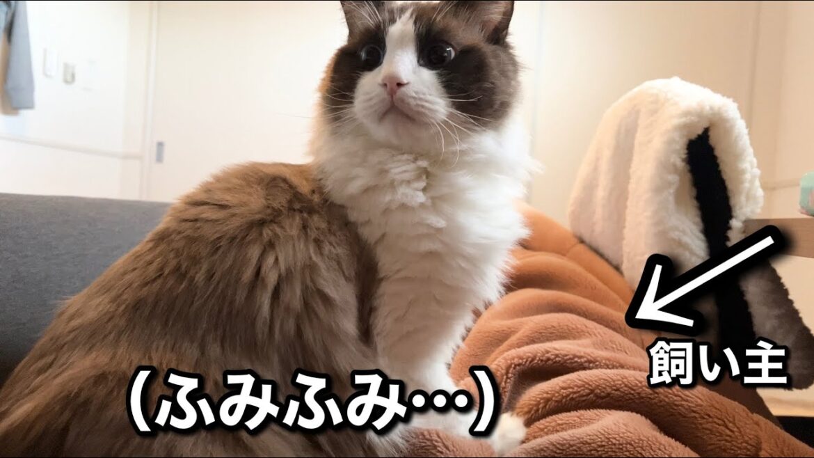 寝ぼけながら飼い主のお腹をふみふみするラグドール猫が可愛すぎるw w w 寝ぼけながら飼い主のお腹をふみふみするラグドール猫が可愛すぎるw w w