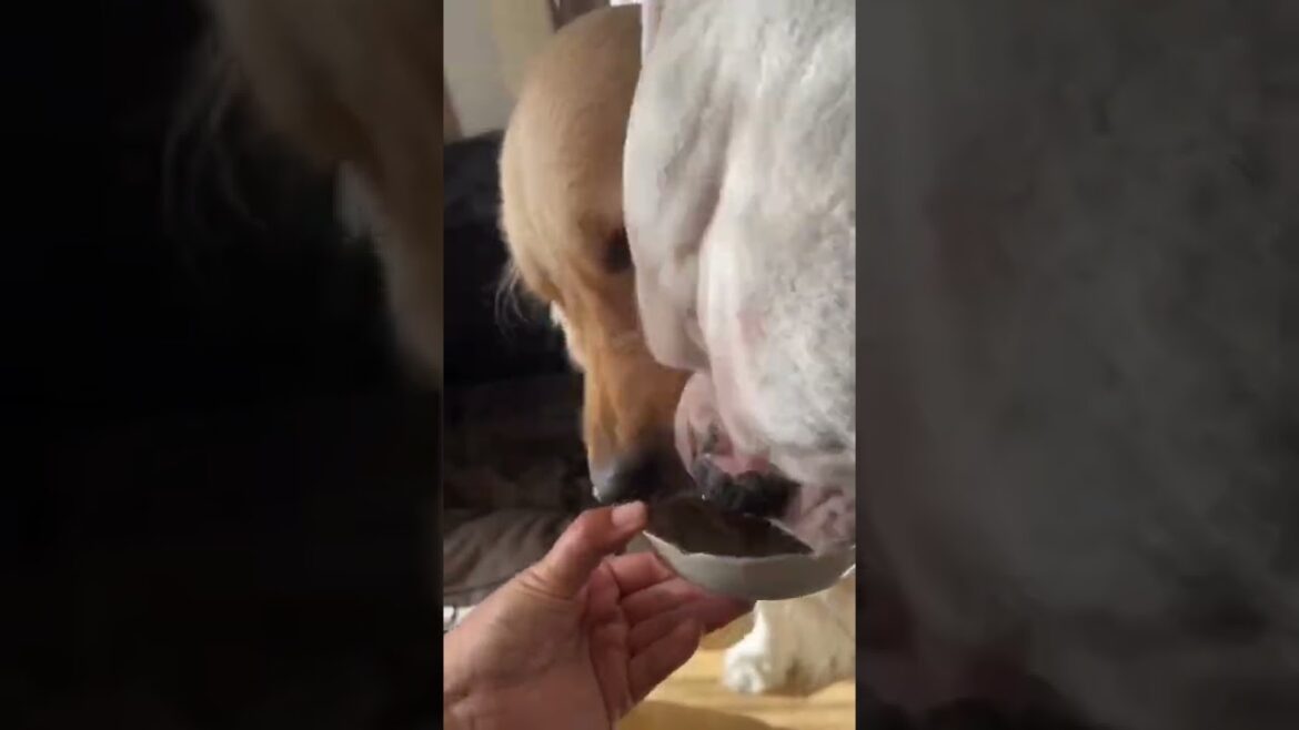 ふんだりけったり😂ゴールデンレトリバー　ボクサー犬