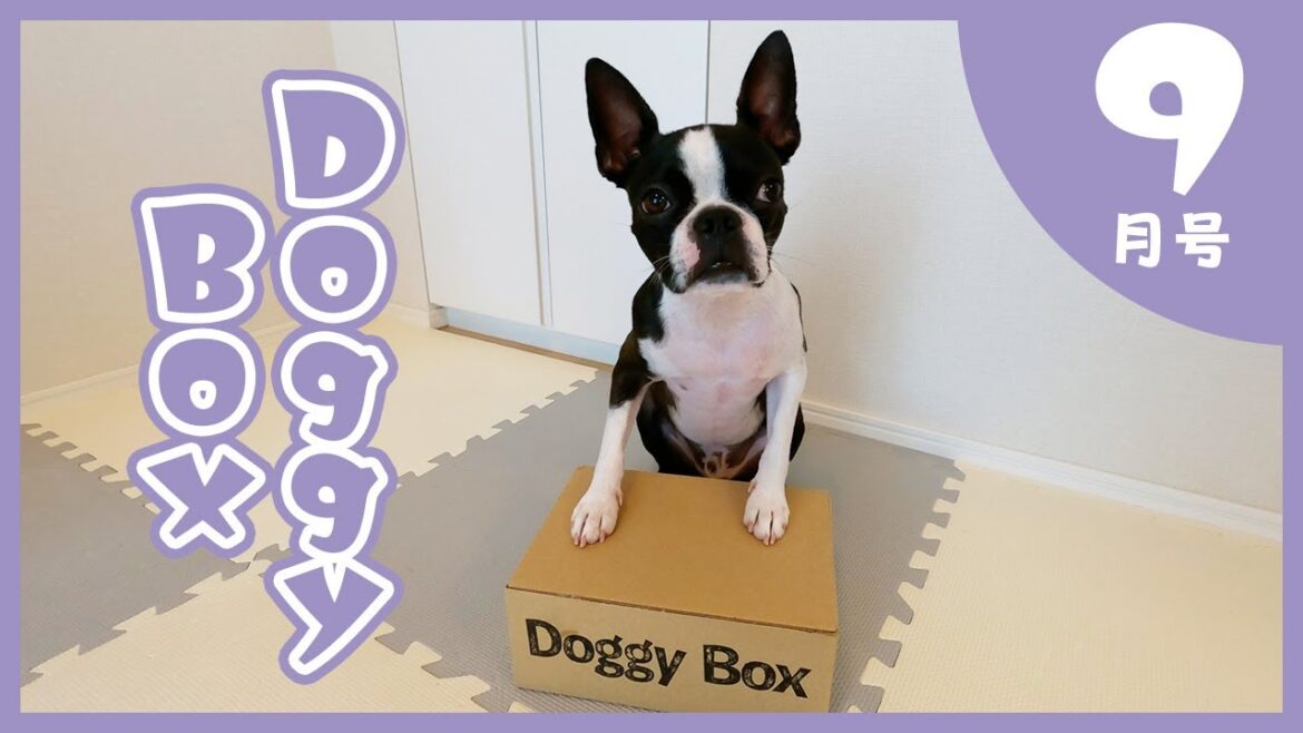 【ボストンテリア】Doggy Box 9月号(September)