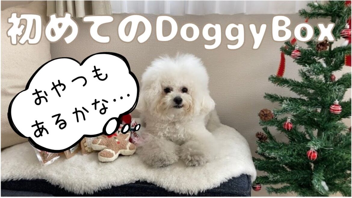 ドギーボックスでクリスマスプレゼント　ビションフリーゼのいる生活