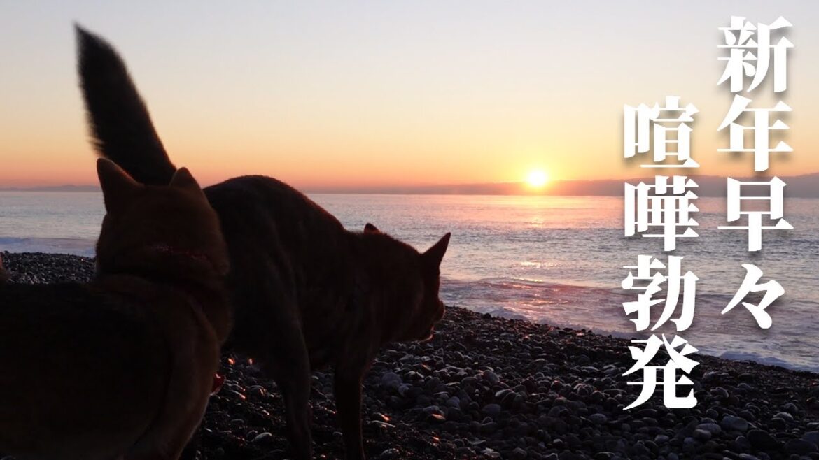 【衝撃】海に喧嘩を売りまくる甲斐犬‼敵が多すぎて大変です【甲斐犬・柴犬】