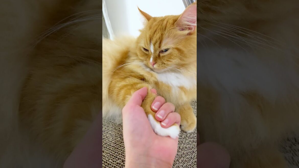 【ラガマフィン】猫と握手会してみた。