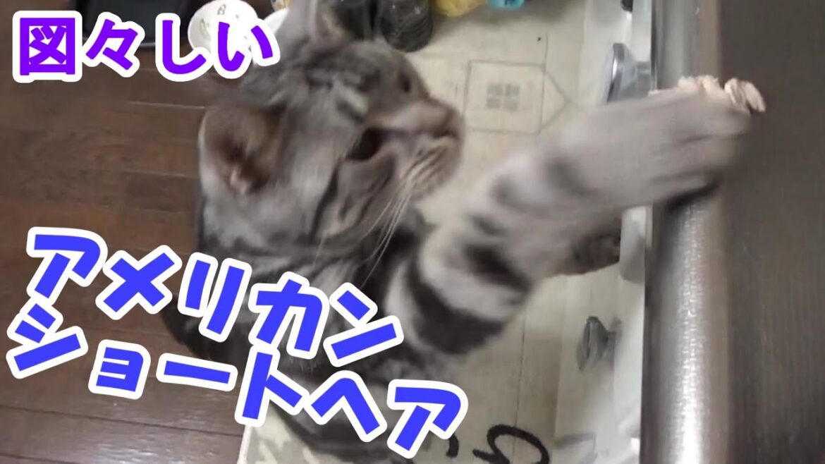 どんどん図々しくなる生後13ヶ月 (アメリカンショートヘア) どんどん図々しくなる生後13ヶ月 (アメリカンショートヘア)