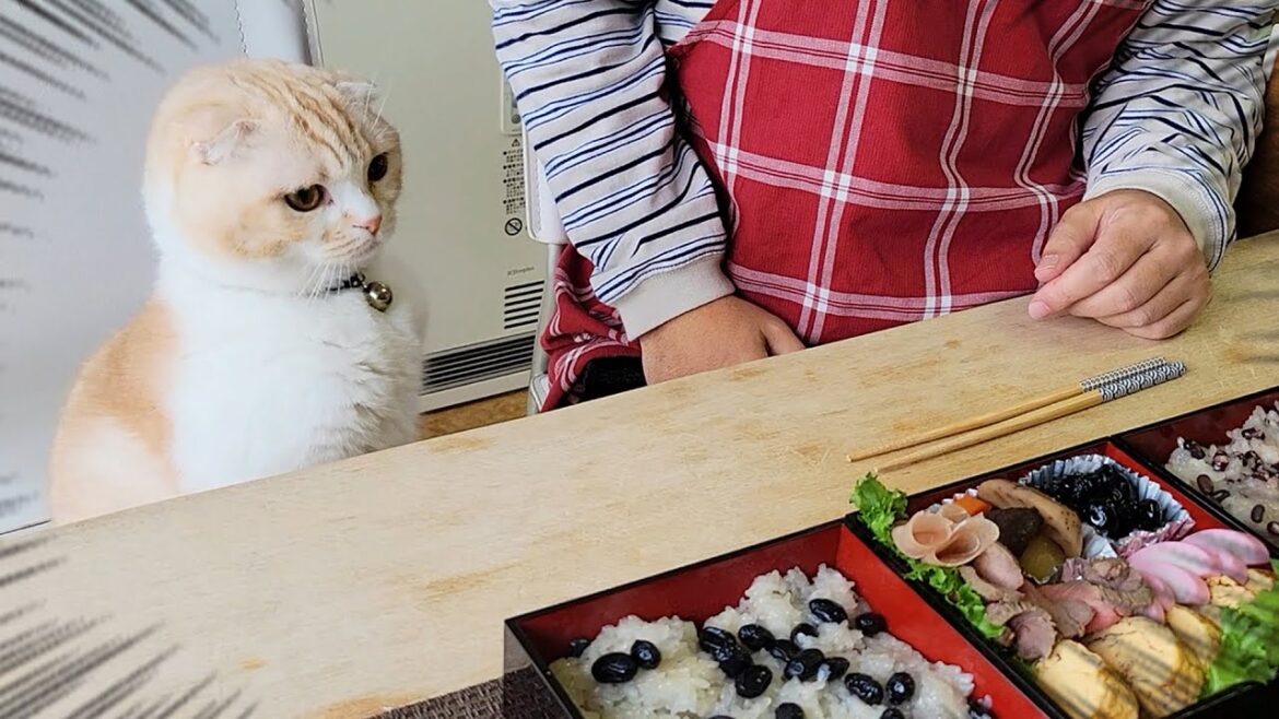 ご馳走を目の前に子猫と犬達が我慢の限界でこうなっちゃいました… ご馳走を目の前に子猫と犬達が我慢の限界でこうなっちゃいました...